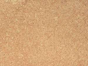 Anti-CASPR, clone S65-35