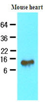 Anti-FABP4, clone 3F4