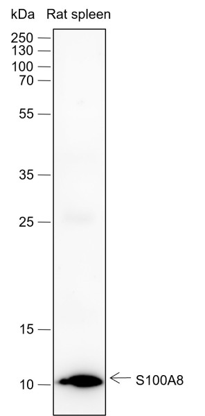 Anti-Recombinant S100A8, clone A427