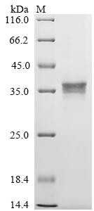 Urocortin-2 (UCN2), partial, recombinant human