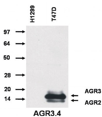 Anti-AGR2+AGR3, clone AGR3.4