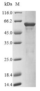 Astacin-like metalloendopeptidase (ASTL), human, recombinant