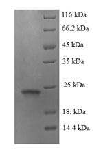 Angiopoietin-like protein 8 (Angptl8), mouse, recombinant