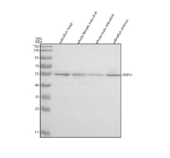 Anti-Zebrafish Srp54 / Signal recognition particle 54 kDa protein