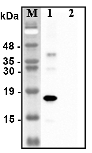 Anti-CTRP1 (human)