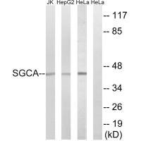 Anti-SGCA