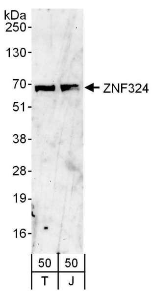 Anti-ZNF324