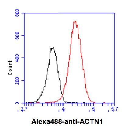 Anti-alpha Actinin, clone 1D10