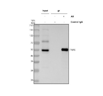 Anti-TRIP6 / Thyroid receptor-interacting protein 6