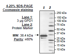 GPD1, human recombinant protein, N-terminal His-tag