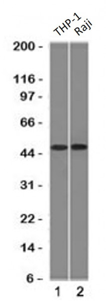 Anti-FLI1, clone FLVI1-1