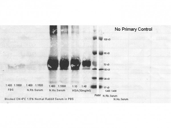 Anti-Albumin, human serum (HSA), Horseradish Peroxidase conjugated