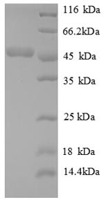 ATP synthase subunit O, mitochondrial (ATP5O), human, recombinant