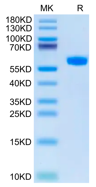 Cynomolgus BDCA-2 Protein