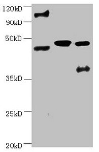 Anti-ENO2 Monoclonal, clone 4B1F5