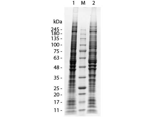 C2C12 Whole Cell Lysate