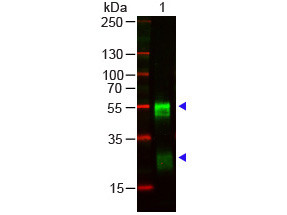 Anti-Rabbit IgG (H&amp;L) [Goat] (Min X Bv Ch Gt Gp Hs Hu Ms Rt &amp; Sh serum proteins)