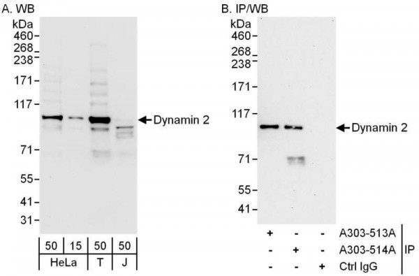 Anti-Dynamin 2