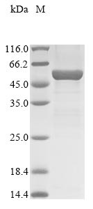 Acid sphingomyelinase-like phosphodiesterase 3b (Smpdl3b), mouse, recombinant