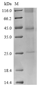 B5R (B5R), Vaccinia virus, recombinant