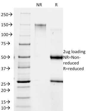 Anti-Giardia lamblia(BB1.1E5), CF405S conjugate, 0.1mg/mL