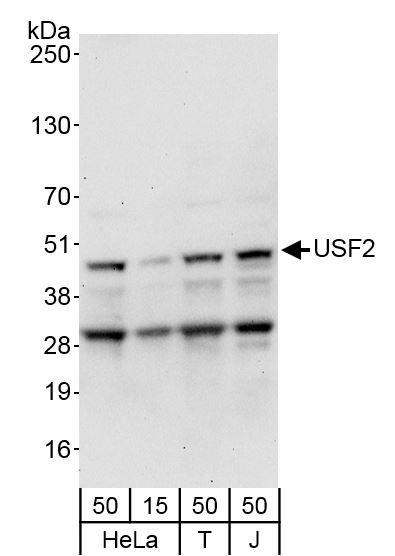 Anti-USF2