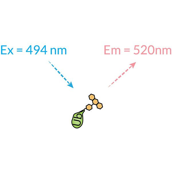 Ubiquitin (human) (rec.) (6-FAM)