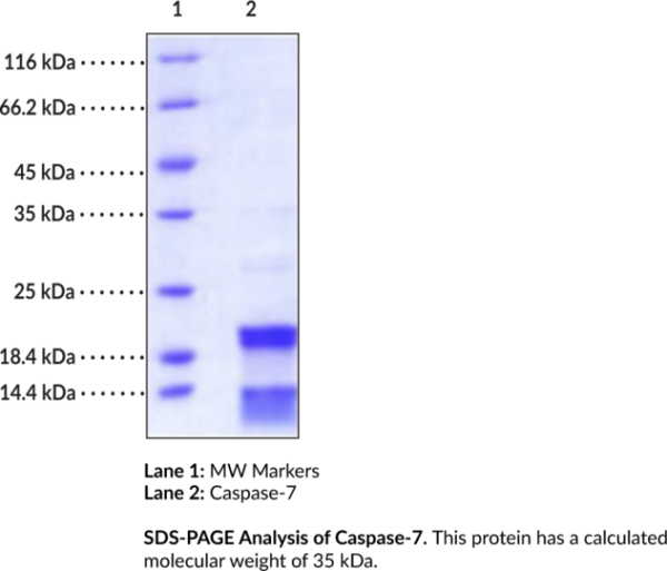 Caspase-7 (human, recombinant)