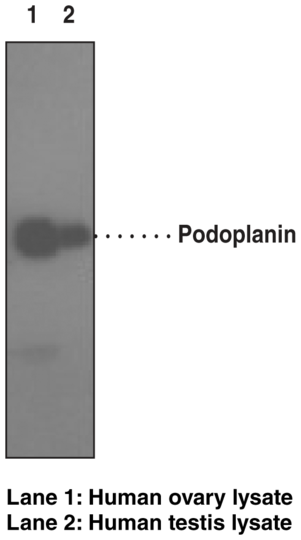 Anti-Podoplanin (Clone NZ-1.2)