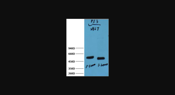Anti-p53, monoclonal