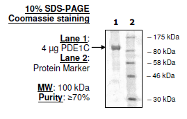 PDE1C, active human recombinant protein