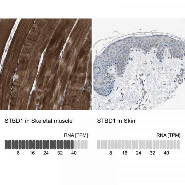 Anti-STBD1