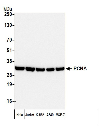 Anti-Mouse IgG-Fc Fragment, HRP conjugated