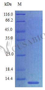 C-C motif chemokine 27 protein (Ccl27), partial (Active), mouse, recombinant