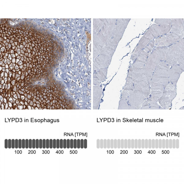 Anti-LYPD3