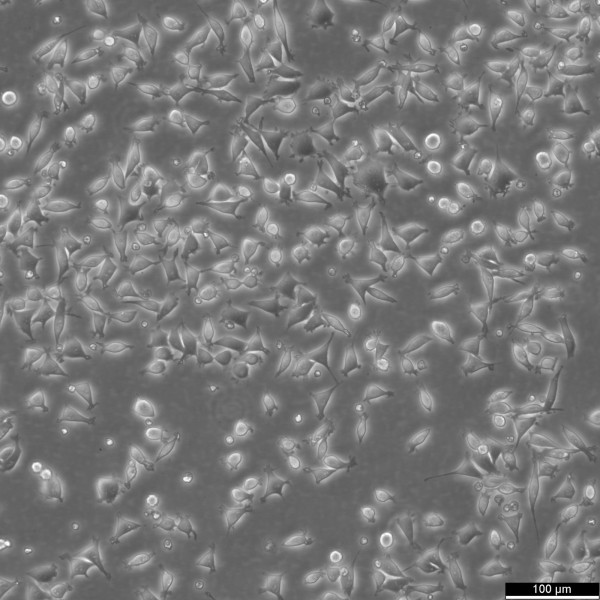 B82 Cells