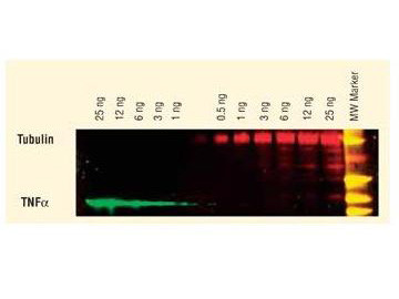 Anti-Mouse IgG (H&amp;L), DyLight(TM) 549 conjugated