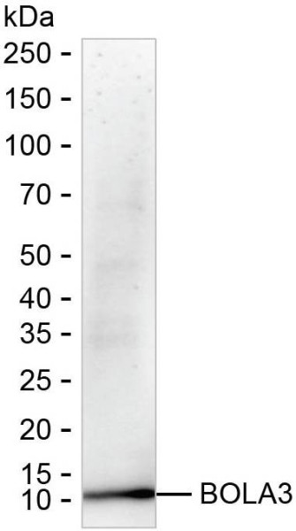 Anti-BOLA3
