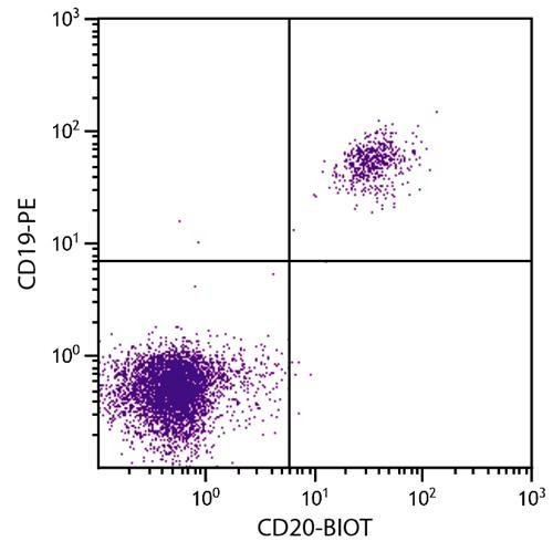 Anti-CD20 (Biotin), clone B-Ly1
