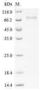 Desmoglein-1 (DSG1), partial, human, recombinant