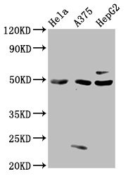Anti-STK24