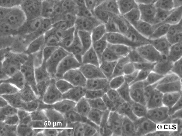 HK EGFP-Cap-D2 Cells