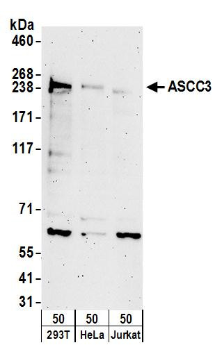 Anti-ASCC3