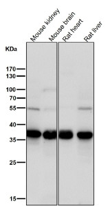 Anti-TIM50 / Translocase of inner mitochondrial membrane 50, clone 32T72