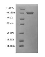 Alcohol dehydrogenase class-3 (ADH5), human, recombinant