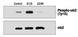 Cell Cycle Checkpoint BioAssay Sample Kit, Affinity Purified