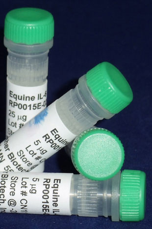 Interleukin-6, equine recombinant (reIL-6)