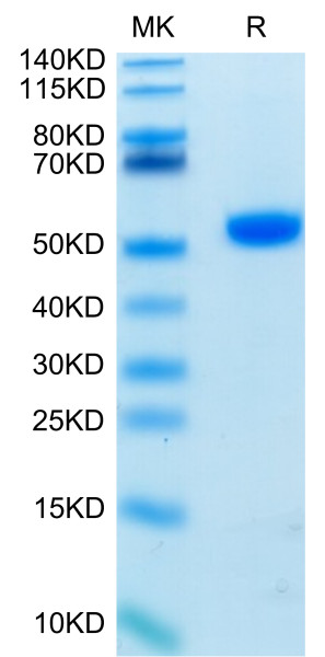 Biotinylated Human CD4/LEU3 Protein