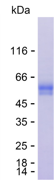 Recombinant Human INIP Protein