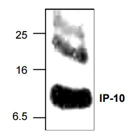 Anti-IP-10